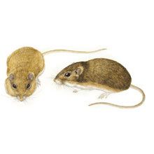 Olive-backed pocket mouse httpsnaturalhistorysiedumnaThumbNailsillus