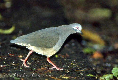 Olive-backed quail-dove Mangoverde World Bird Guide Photo Page Olivebacked QuailDove