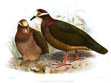 Olive-backed quail-dove httpsuploadwikimediaorgwikipediacommonsthu