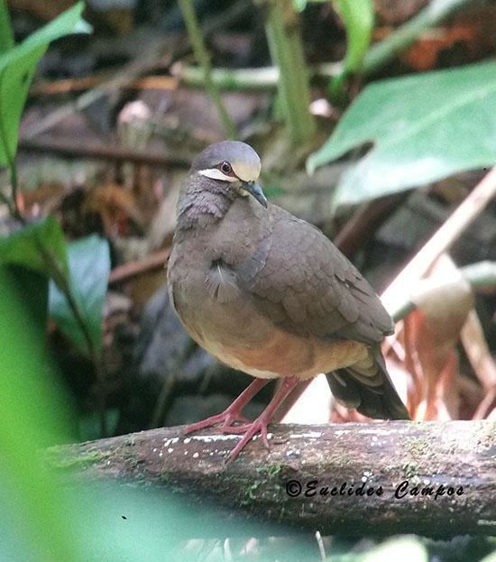 Olive-backed quail-dove Olivebacked Quaildove Leptotrygon veraguensis videos photos and