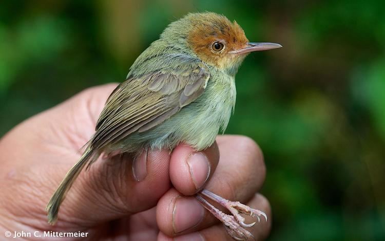 Olive-backed tailorbird Olivebacked Tailorbird Orthotomus sepium An individual on hand