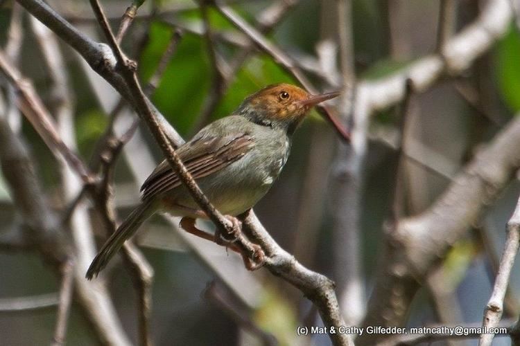 Olive-backed tailorbird Olivebacked Tailorbird Orthotomus sepium bird perched in shrub