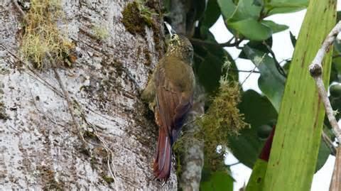 Olive-backed woodcreeper More on Xiphorhynchus triangularis Olivebacked Woodcreeper
