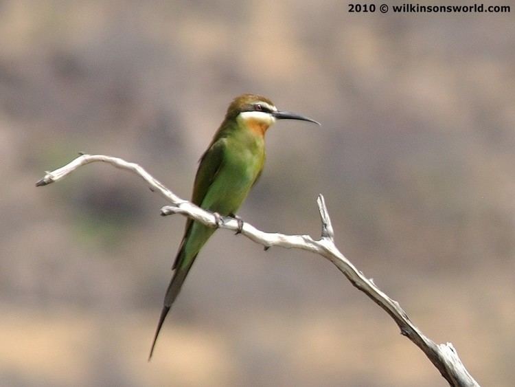 Olive bee-eater Olive beeeaters Wilkinson39s World