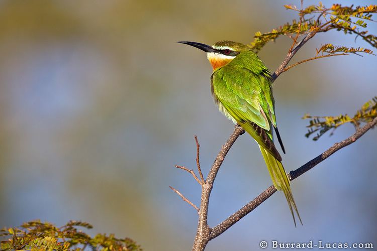 Olive bee-eater Olive Beeeater BurrardLucas Photography