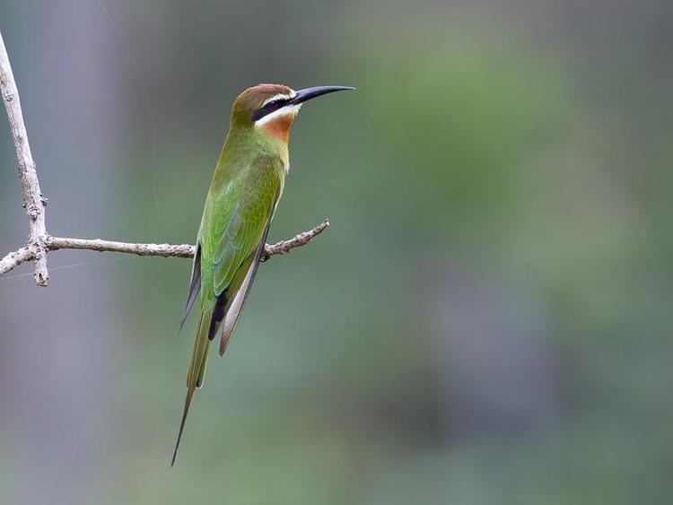 Olive bee-eater Olive Beeeater Merops superciliosus videos photos and sound