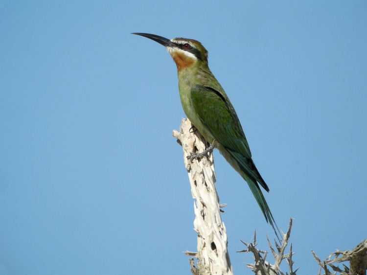 Olive bee-eater FileOlive Beeeater Ambola SW Madagascarjpg Wikimedia Commons