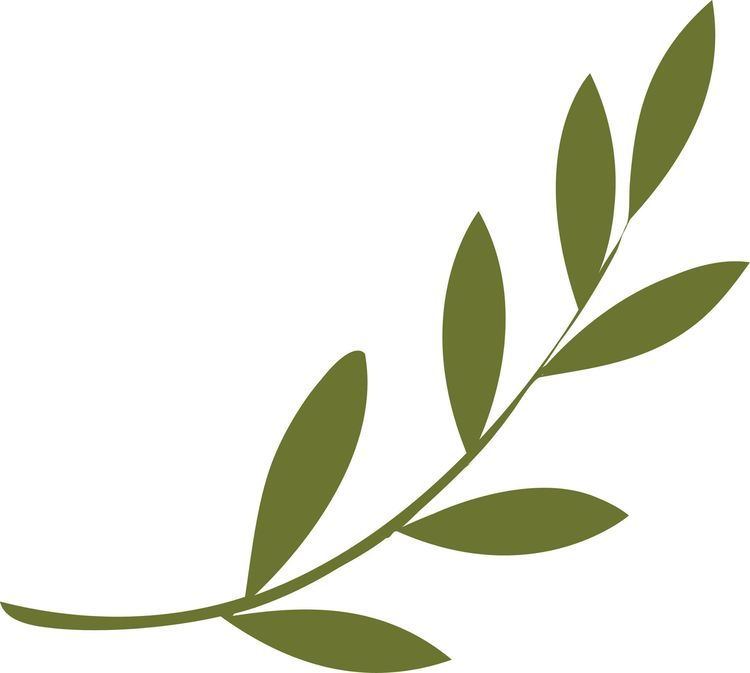 Olive branch Olive branch Popular leaf shapes in design Pinterest Olives