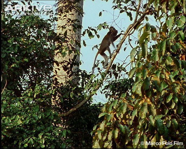 Olive colobus Olive colobus videos photos and facts Procolobus verus ARKive