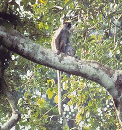 Olive colobus pinprimatewiscedufssheetsimages229medjpg