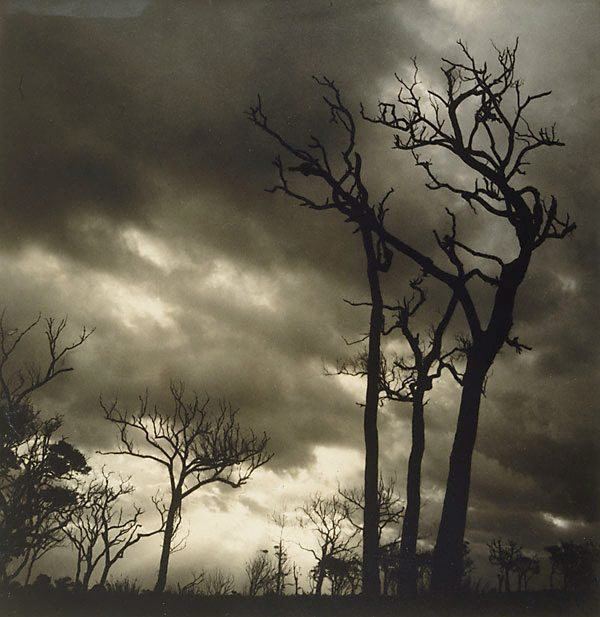 Olive Cotton Storm 1938 by Olive Cotton The Collection Art