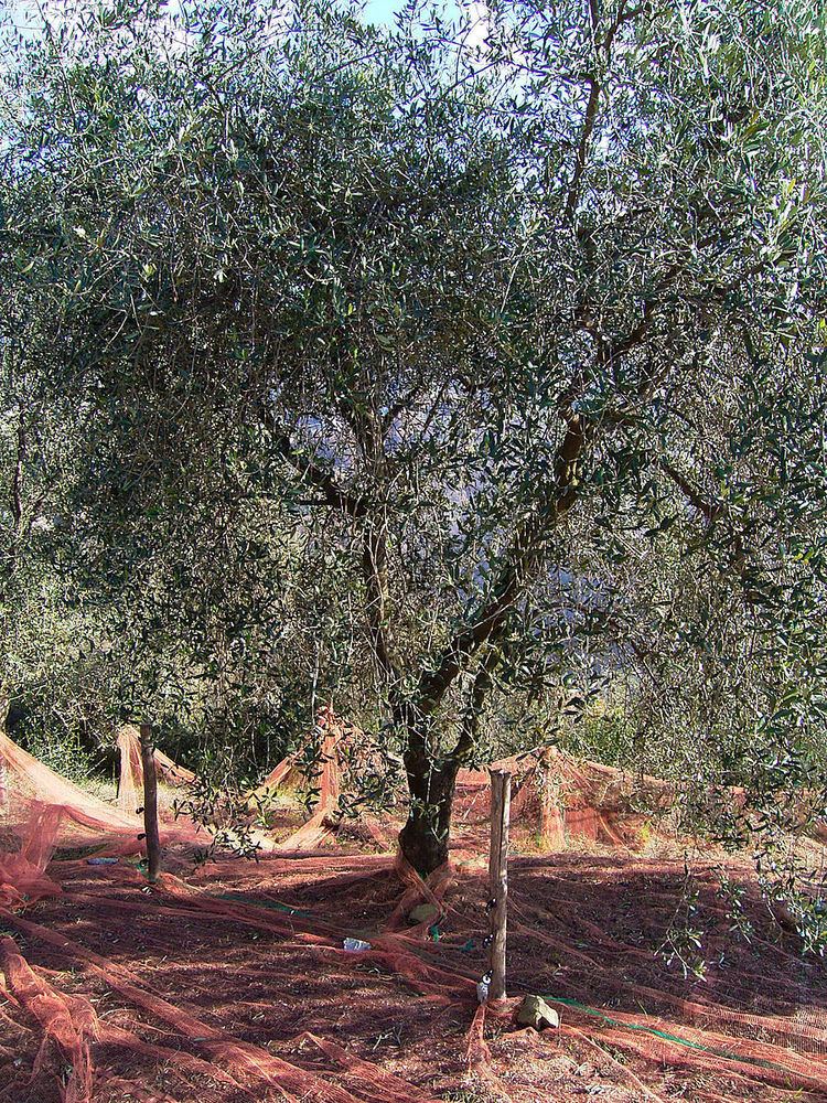 Olive de Nice