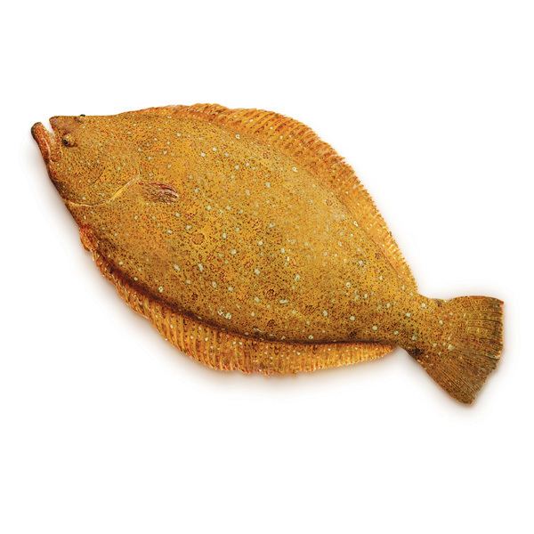 Olive flounder JEJU OLIVE FLOUNDER JEJUDO MARINE FISH CULTURE CO OP