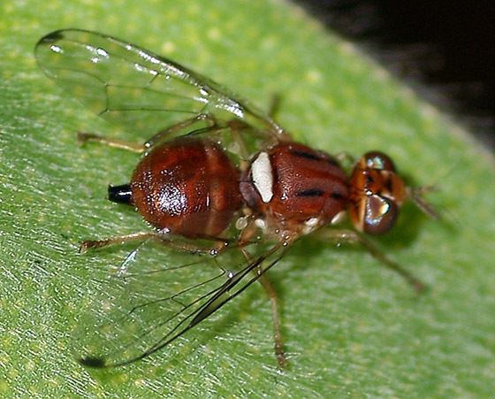Olive fruit fly Acalyptratae It reminds me of an Olive Fruit Fly but different