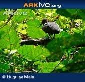 Olive ibis EDGE Bird Species Information