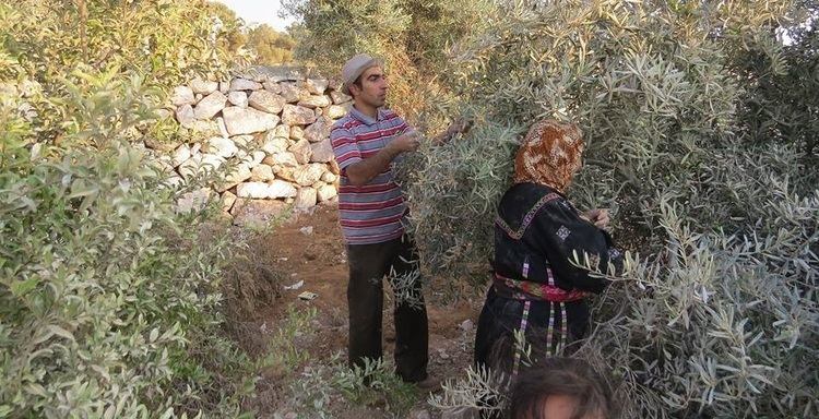 Olive production in Palestine