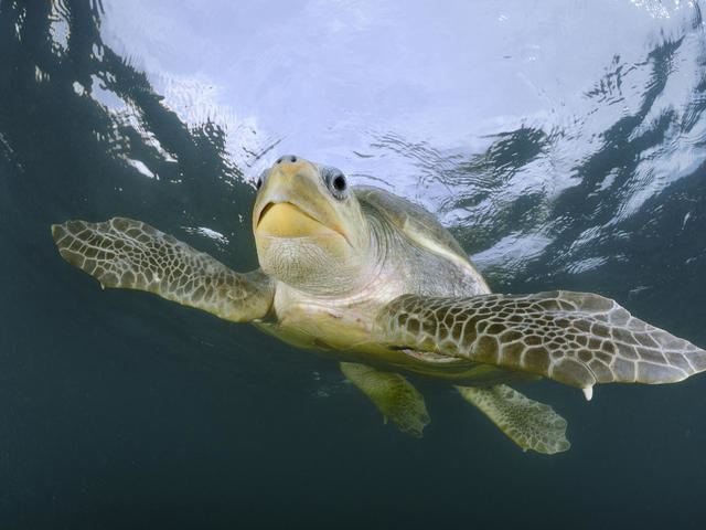 Olive ridley sea turtle Olive Ridley Turtle Species WWF