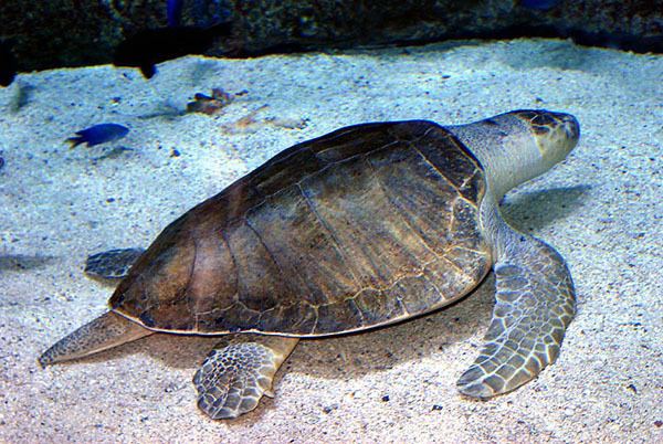 Olive ridley sea turtle wwwaquariumofpacificorgimagesolcoliveridley