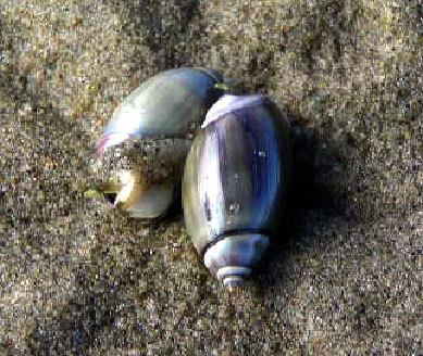 Olive snail Olive Snails
