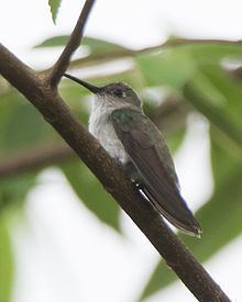 Olive-spotted hummingbird httpsuploadwikimediaorgwikipediaenthumb4