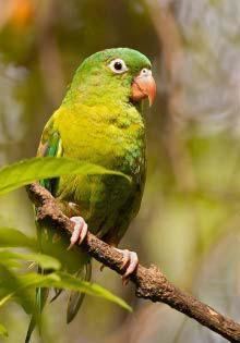 Olive-throated parakeet Olive Throated Parakeets Belize Animals Caribbean Critters