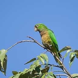 Olive-throated parakeet Olivethroated Parakeet Aratinga nana