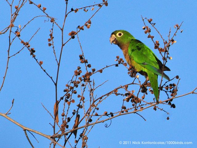 Olive-throated parakeet Olivethroated Parakeet Aratinga nana 1000birdscom