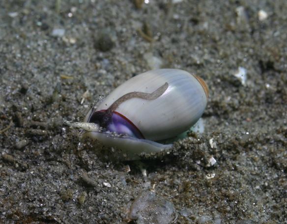 Olivella (gastropod) Olivella gastropod Wikipedia