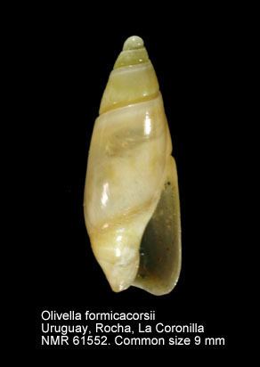 Olivella (gastropod) HomeNATURAL HISTORY MUSEUM ROTTERDAM Mollusca Gastropoda
