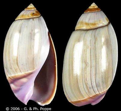 Olivella (gastropod) wwwgastropodscomShellImagesNOOlivellabipli