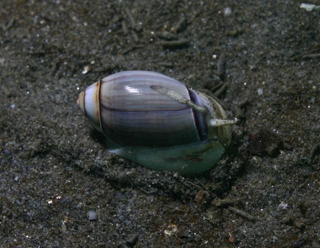 Olivella (gastropod) Olivella biplicata Wikipedia