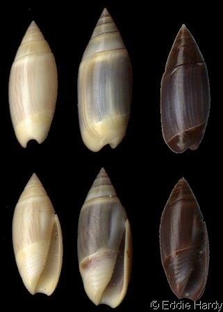 Olivella (gastropod) Olivella Lamprodoma volutella