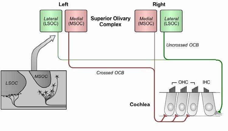 Olivocochlear system