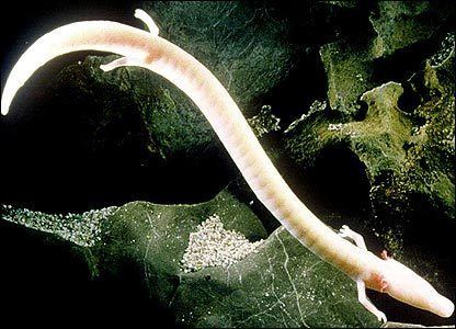 Olm OLM This is snakelike amphibian which can live in the ocean and