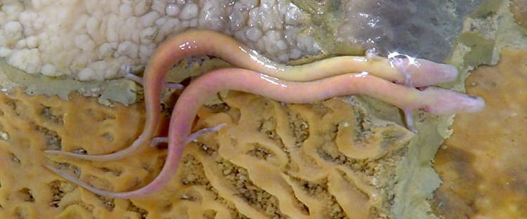 Olm Picture 5 of 6 Olm Proteus Anguinus Pictures amp Images Animals