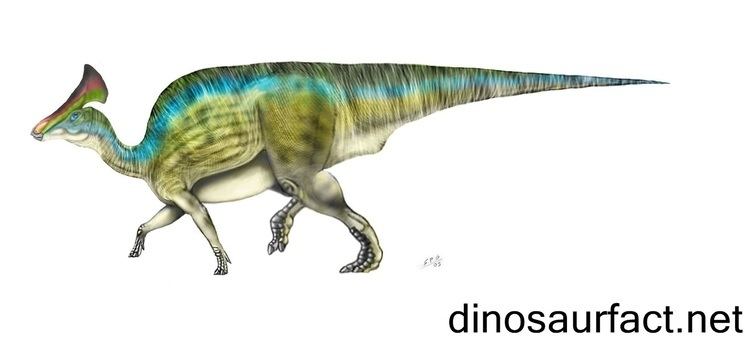 Olorotitan Olorotitan dinosaur