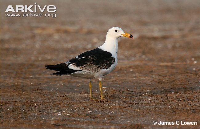 Olrog's gull Olrog39s gull videos photos and facts Larus atlanticus ARKive