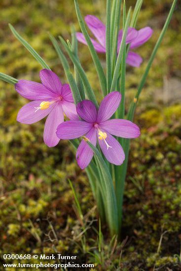 Olsynium Olsynium douglasii grass widows Wildflowers of the Pacific Northwest