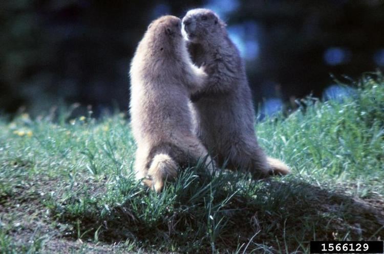 Olympic marmot Olympic Marmot Marmota olympus NatureWorks
