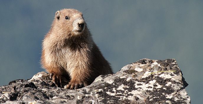 Olympic marmot Olympic Marmot Monitoring Olympic National Park US National