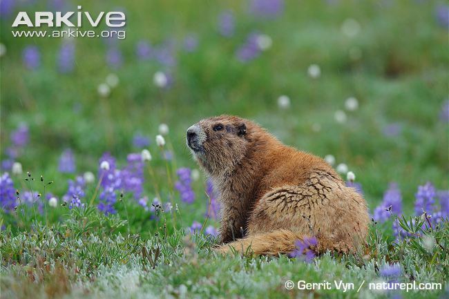 Olympic marmot Olympic marmot videos photos and facts Marmota olympus ARKive
