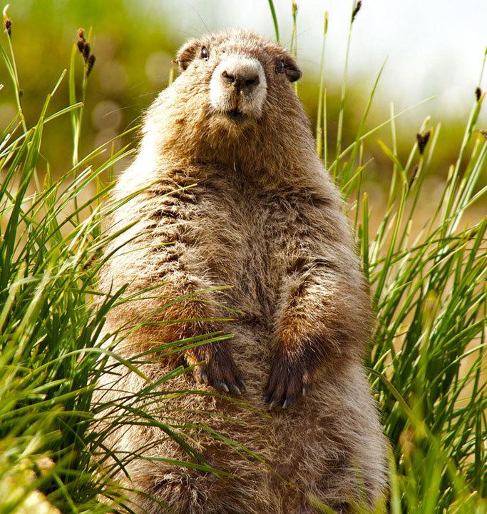 Olympic marmot The Olympic Marmot Nancy Cherry Eifert