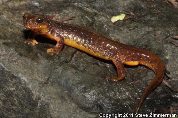 Olympic torrent salamander Olympic Torrent Salamander Rhyacotriton olympicus