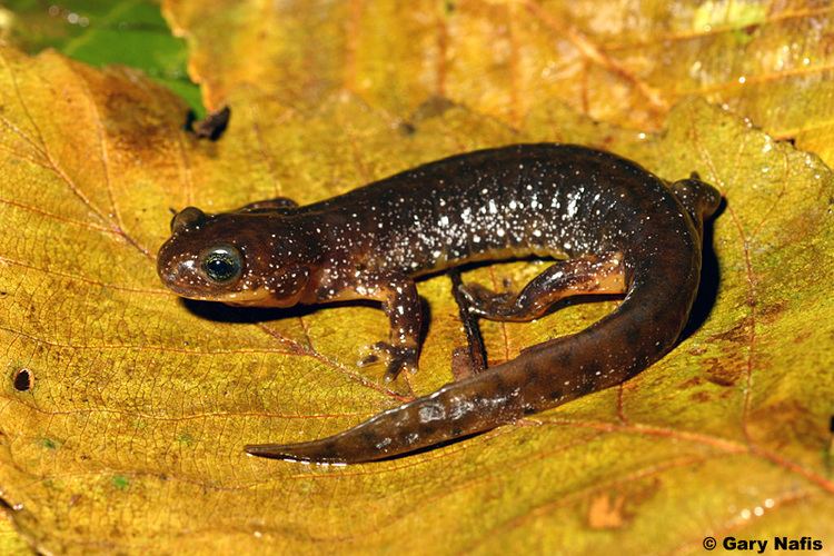 Olympic torrent salamander Olympic Torrent Salamander Rhyacotriton olympicus