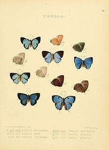 Olynthus (butterfly) httpsuploadwikimediaorgwikipediacommonsthu