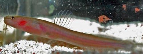 Olyra (fish) httpsuploadwikimediaorgwikipediacommons00