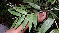 Olyra latifolia httpsuploadwikimediaorgwikipediacommonsthu