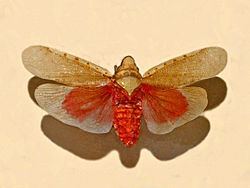 Omalocephala httpsuploadwikimediaorgwikipediacommonsthu