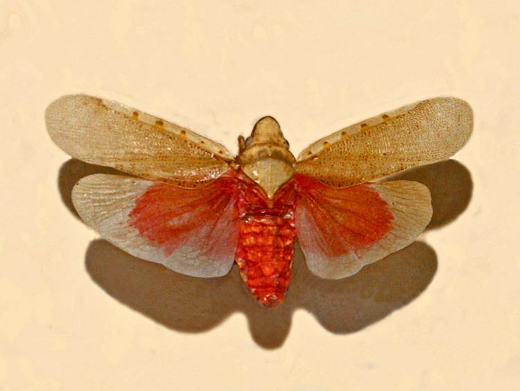 Omalocephala intermedia