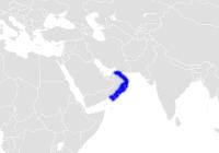 Oman bullhead shark httpsuploadwikimediaorgwikipediacommons88